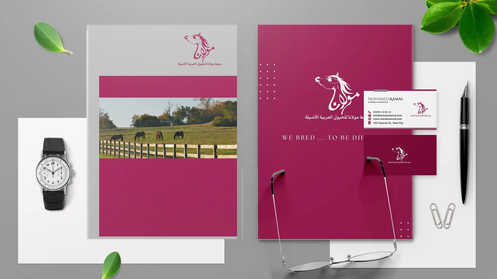 Maulana Stud logo design: Mockup, stationery set
