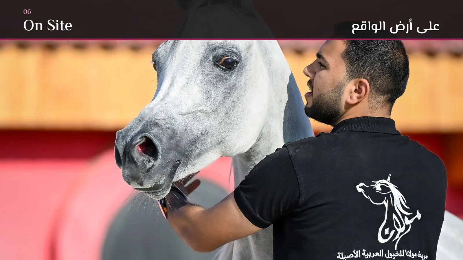Maulana Stud logo design: On site